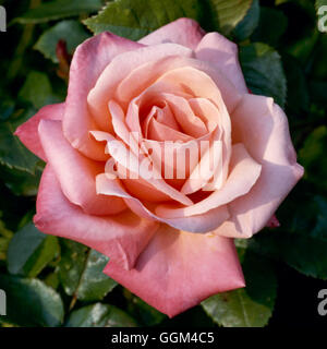 Rosa - `Silver Jubilee' (Hybrid Tea)   RHT024147 Stock Photo